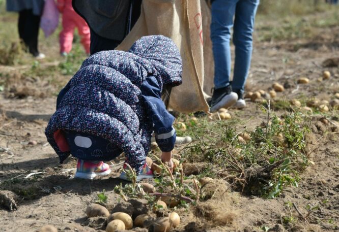 Kind auf einem Kartoffelacker beim Kartoffelfest auf der Domäne Dahlem