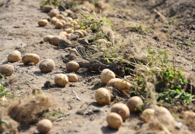 Kartoffeln liegen auf dem Acker