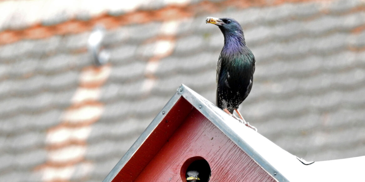 Ein Star sitzt mit Futter im Schnabel auf dem Dach eines karminroten Vogelhauses. Aus einer runden Einflugöffnung schaut ein Jungvogel heraus und wartet auf die Fütterung.