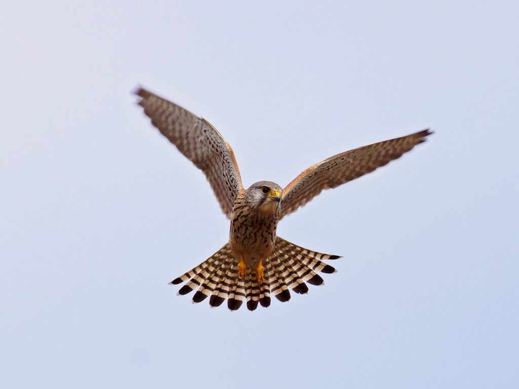 Fotografie eines Greifvogels im Flug, Ein Turmfalke vor hellblauem Himmel. Ausgebreitete Flügel und fächerförmiger Schwanz zeigen braun gemusterte Federn sowie markante dunkle Schwanzspitzen.